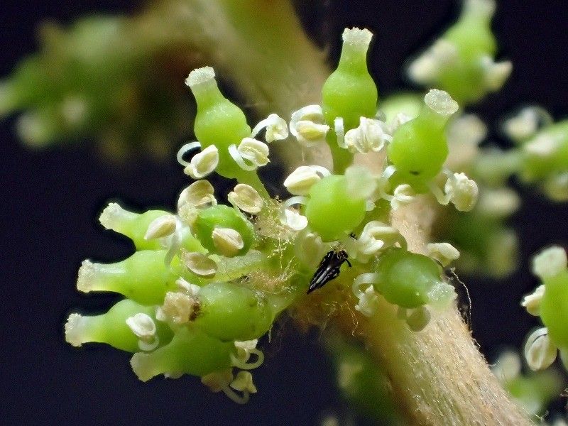 エビヅルの雌花