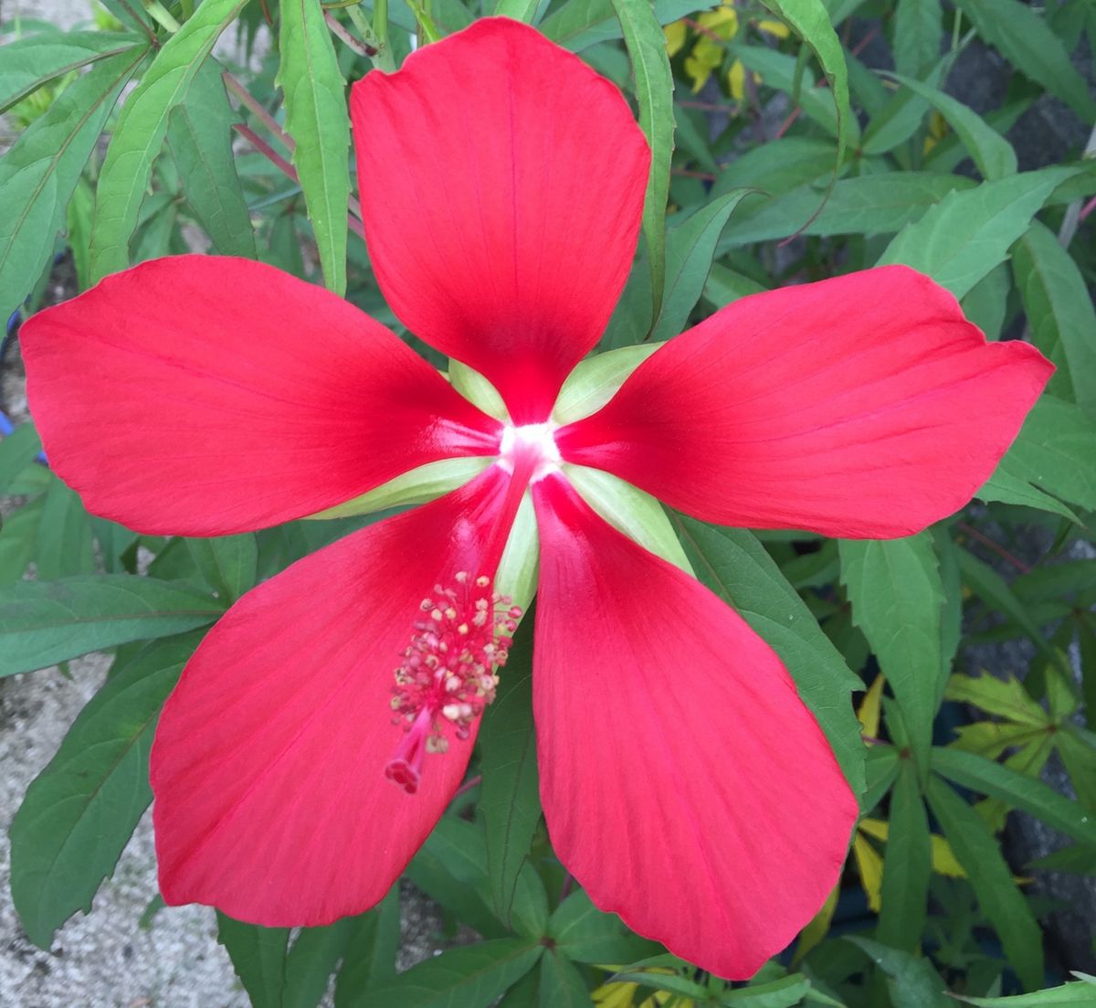 今日の花