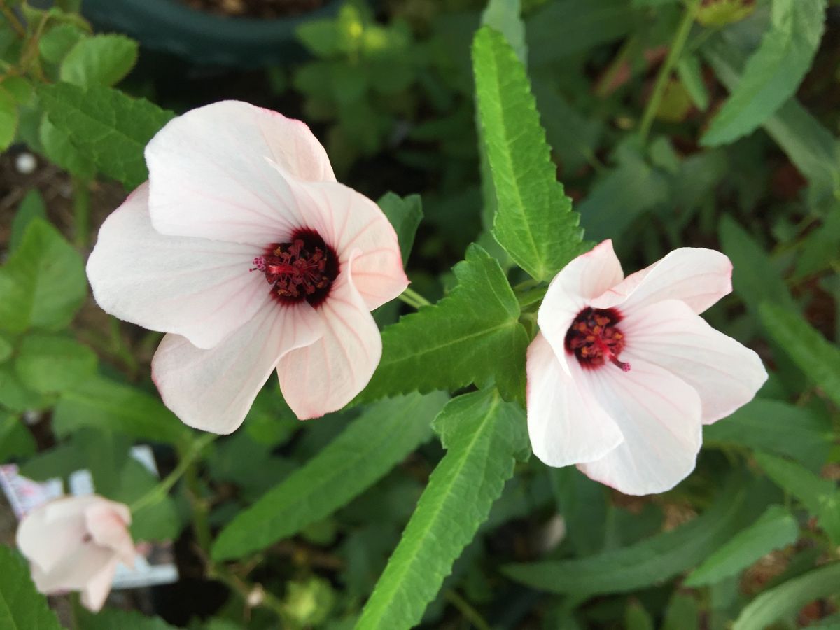 今日の花