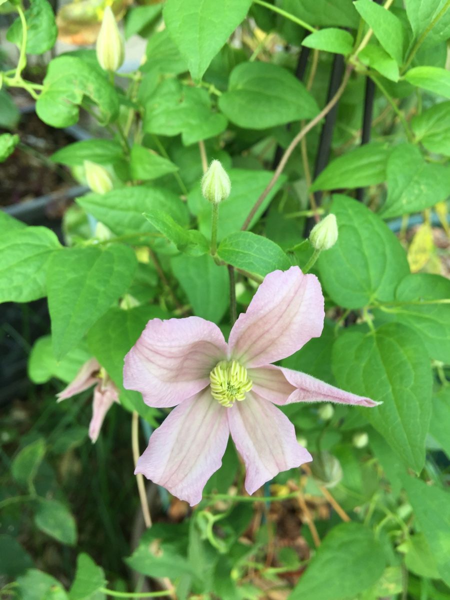 今日の花  2