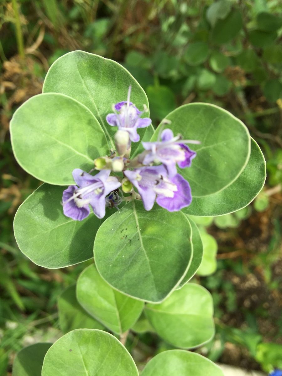 今日の花  2