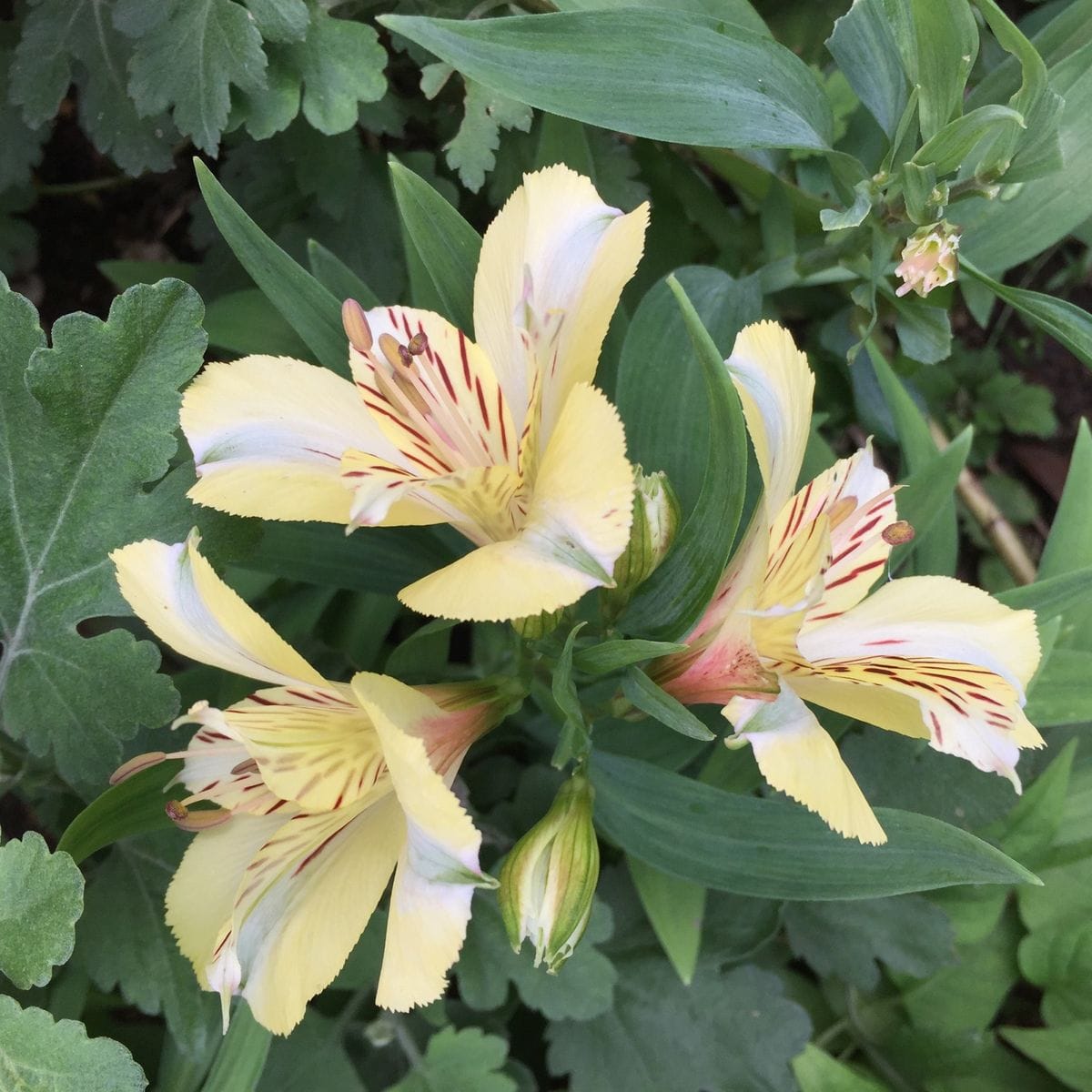 今日のマイガーデンのお花