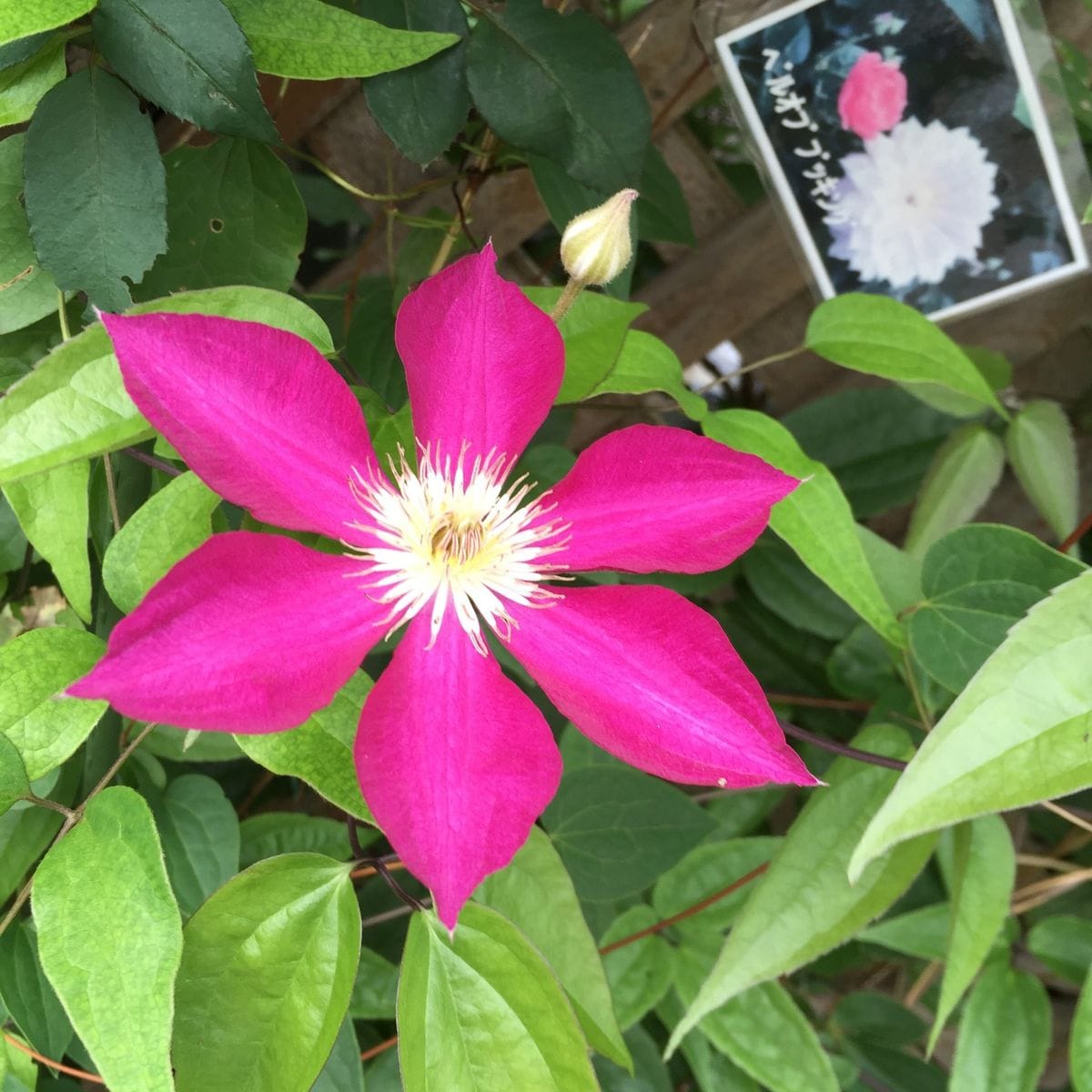 今日のマイガーデンのお花