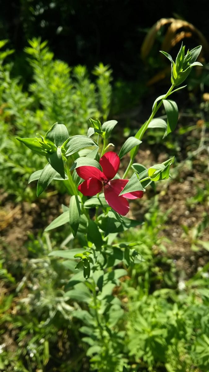 何の花( ・◇・)？