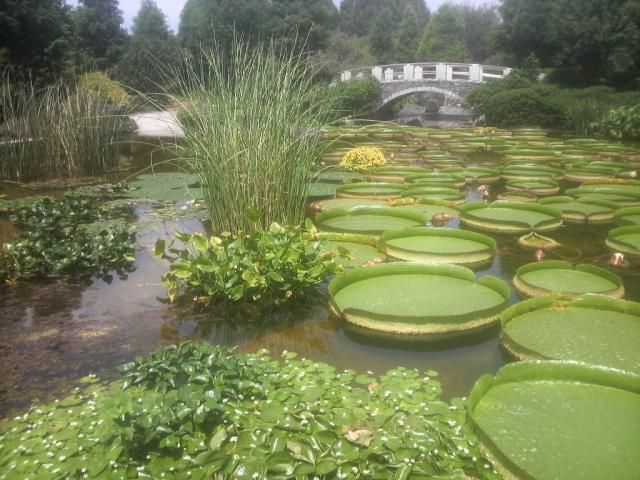 水生植物園に行ってきました。