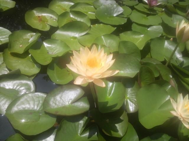 水生植物園に行ってきました。