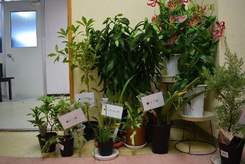 ネコにとって危険な植物