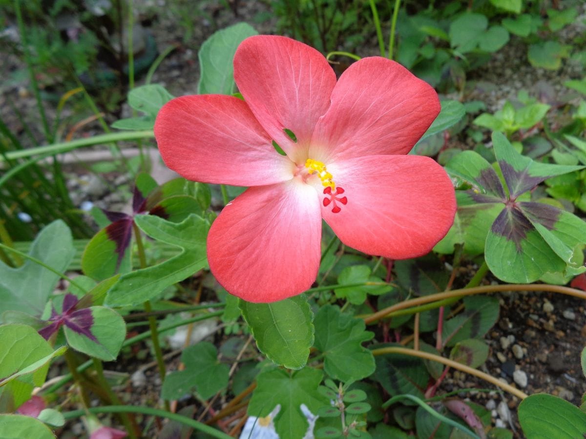 アベルモスクス🌺メランポジウム🌺ハツユキカズラ