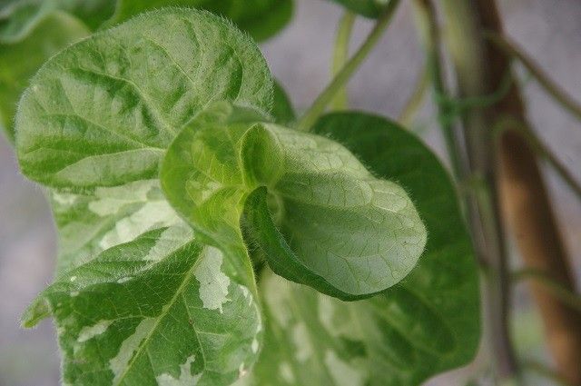 変化朝顔の葉芸