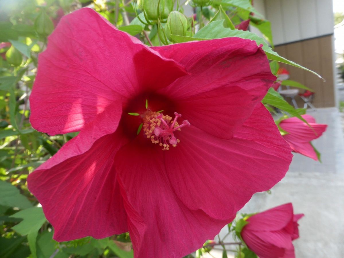 岐阜の庭の花。