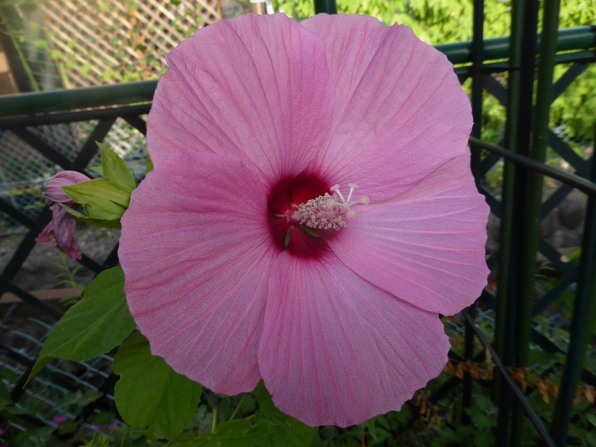 岐阜の庭の花。