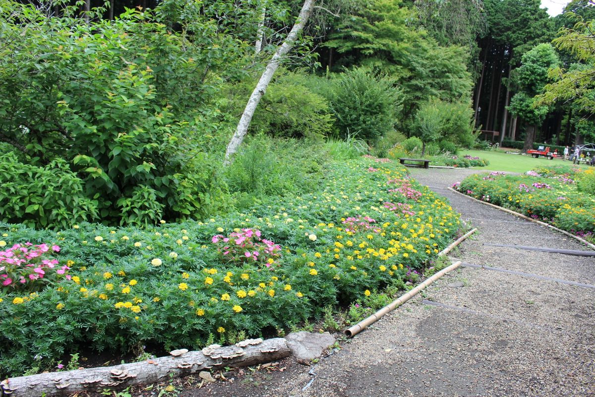 秩父宮記念公園の7月の花々