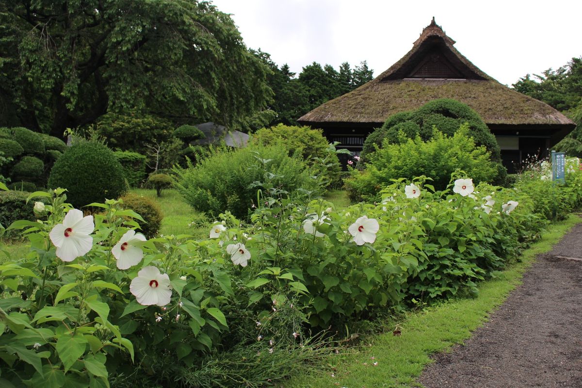 秩父宮記念公園の7月の花々