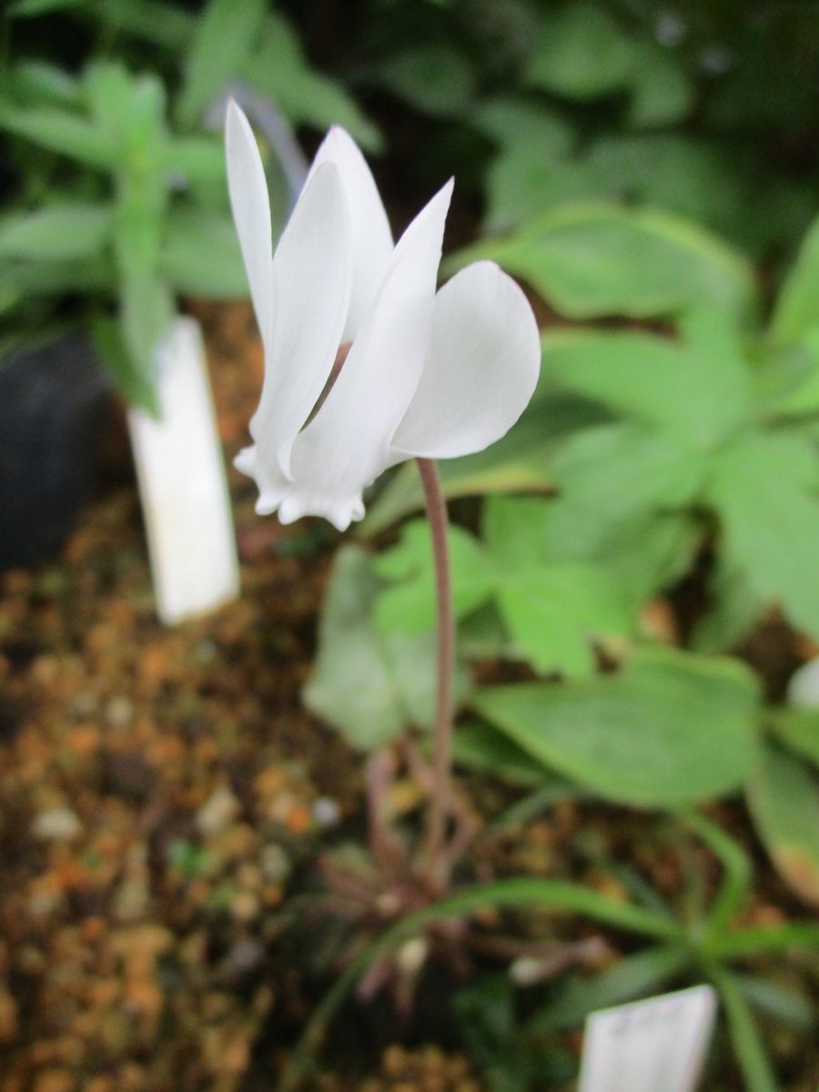 シクラメン（ヘデリフォリウム）のお花が！