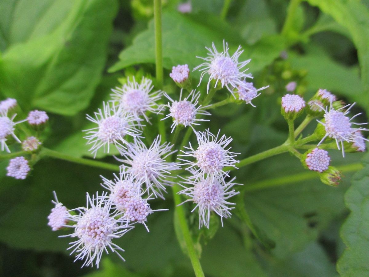 シクラメン（ヘデリフォリウム）のお花が！