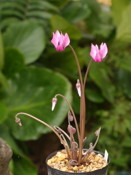 Tillandsia peiranoi 　…他