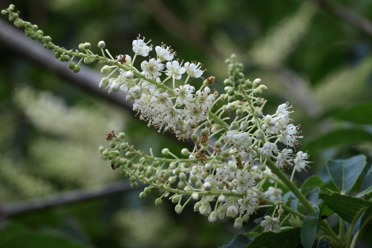 木の花を覚えよう　７　リョウブ