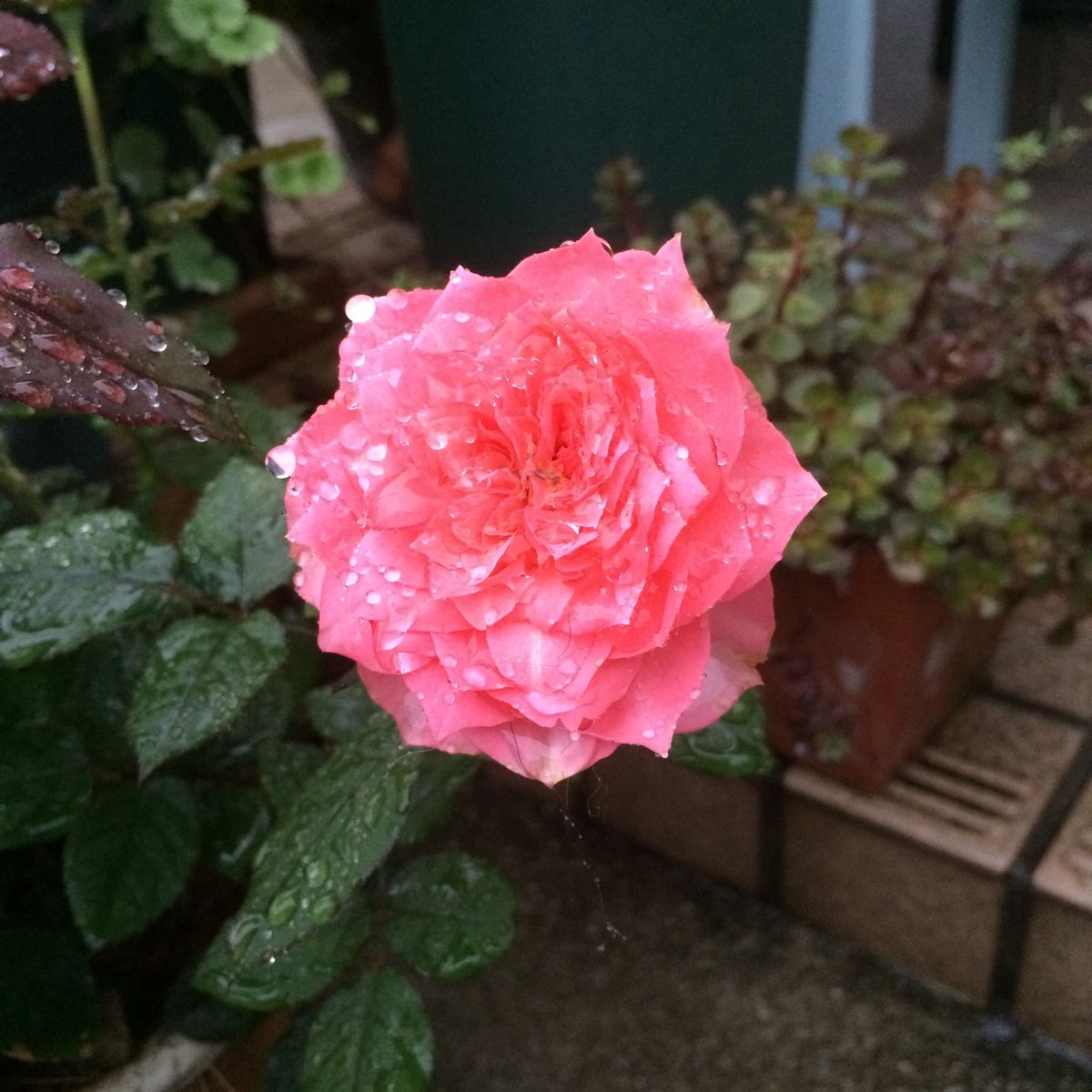 シャンテロゼミサト咲いてます🌹