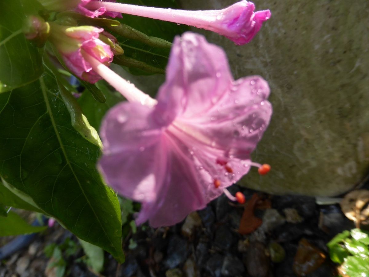 ミニシクラメンの花が！