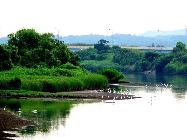 中洲は野鳥の楽園。ウォーキングMS④169日目(1264日目)