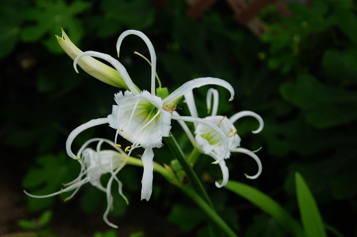 ヒメノカリス七年ぶり開花