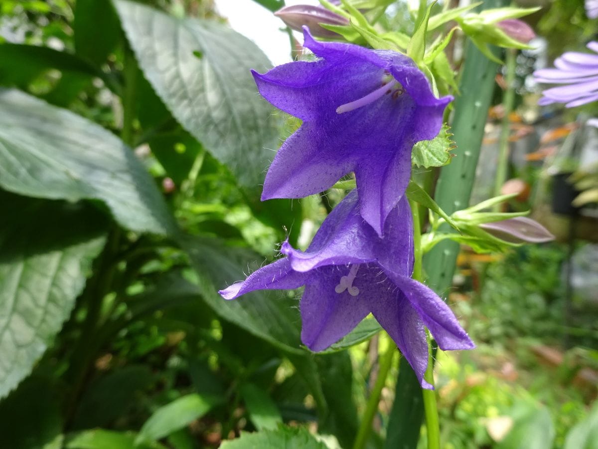 青い花、八重のキキョウがやっと咲きました。