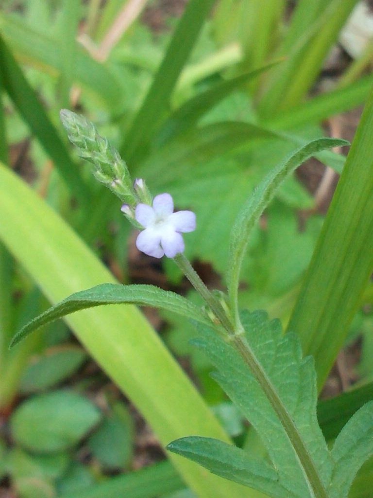 ｢草｣と思いますが、、、(≧∇≦)