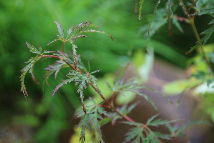 雨の前に