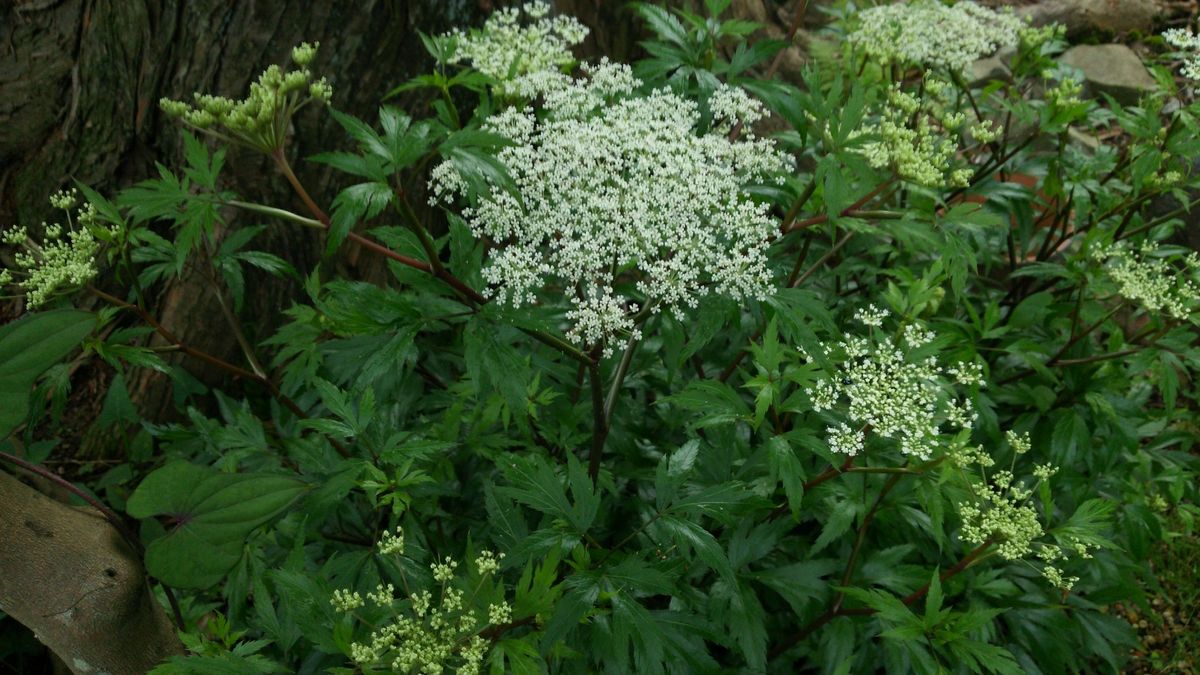 この花ご存じありませんか？