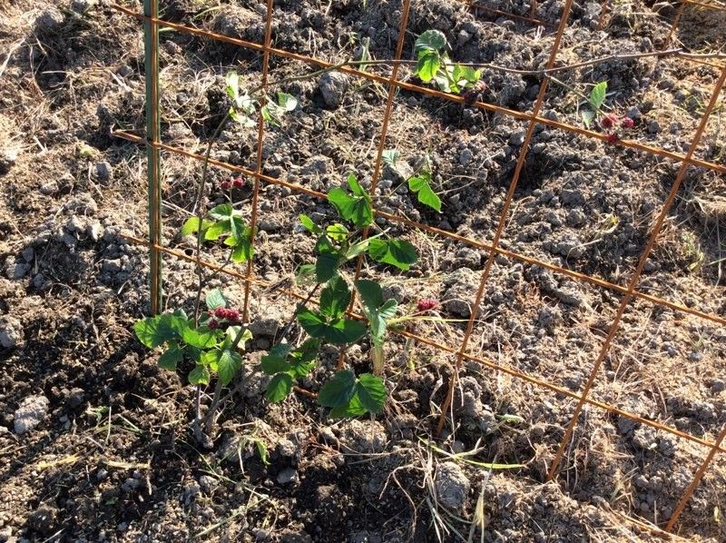 ブラックベリーを植え付ける