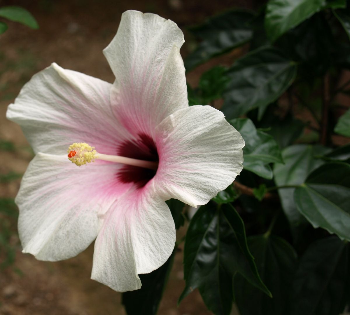 ハイビスカスの最後の花