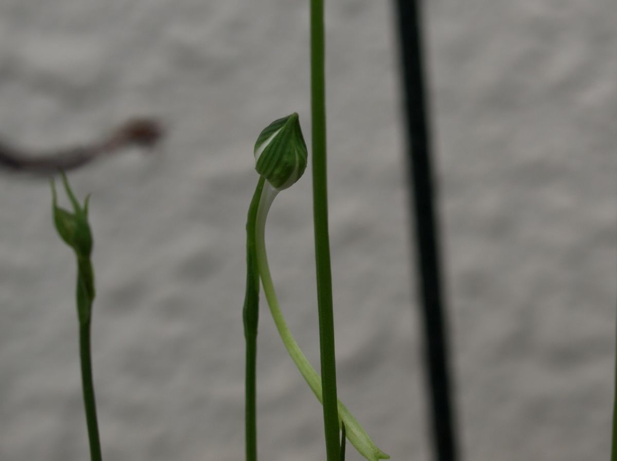 ハイビスカスの最後の花