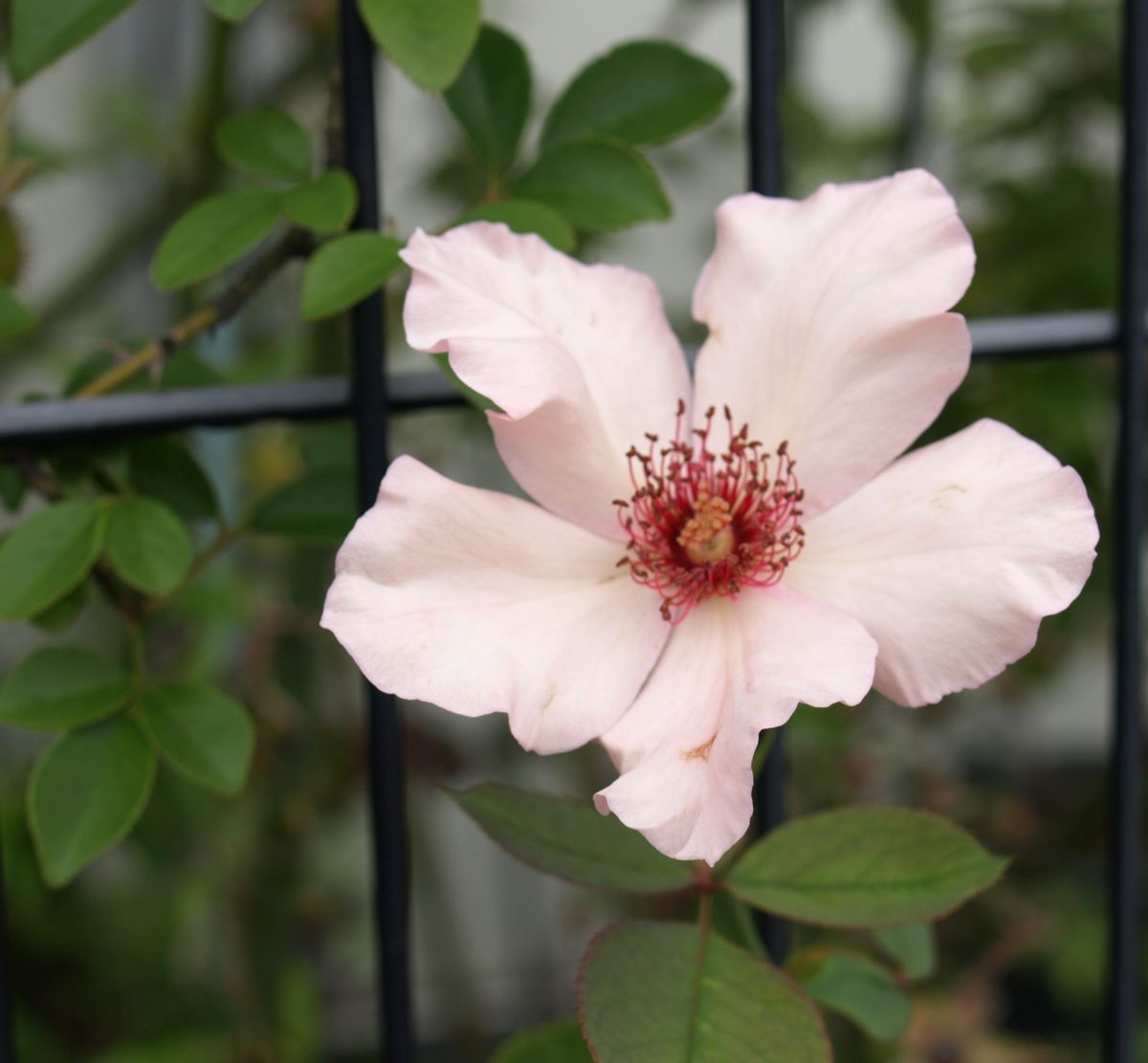 ハイビスカスの最後の花