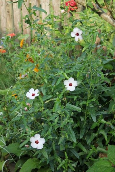 高砂芙蓉とアベルモスクス・トリオヌム