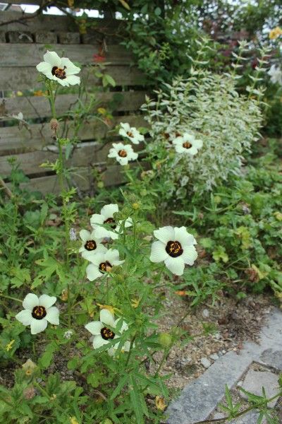 高砂芙蓉とアベルモスクス・トリオヌム