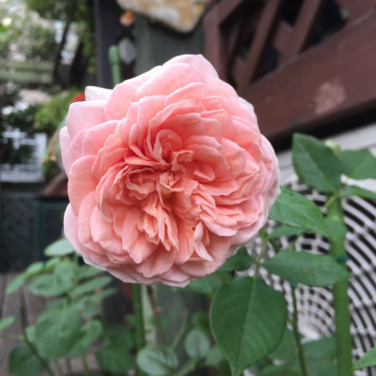 今日のマイガーデンのお花