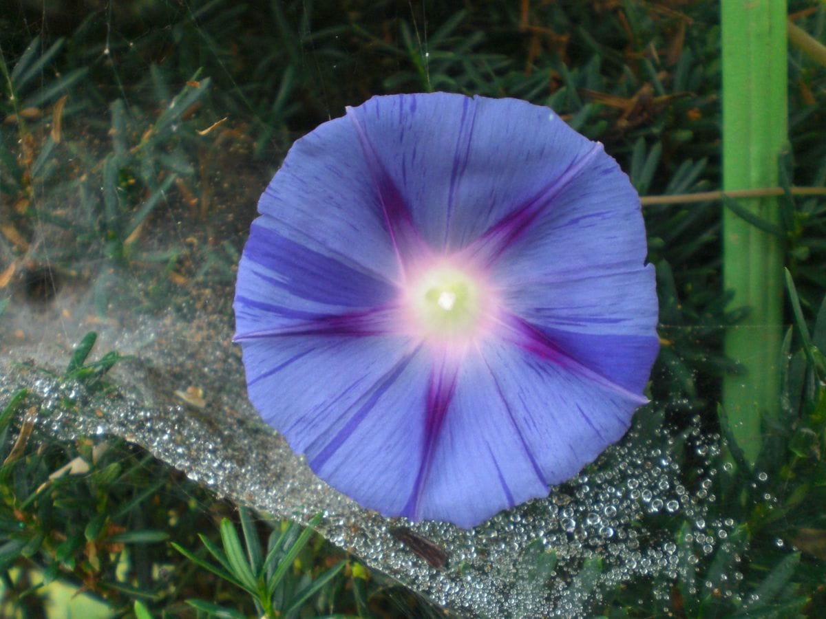 夏こそ青・蒼・藍