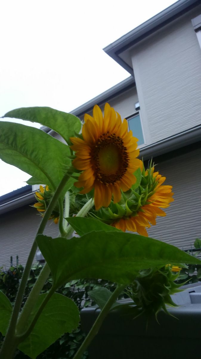 ☆雨後のひまわり☆