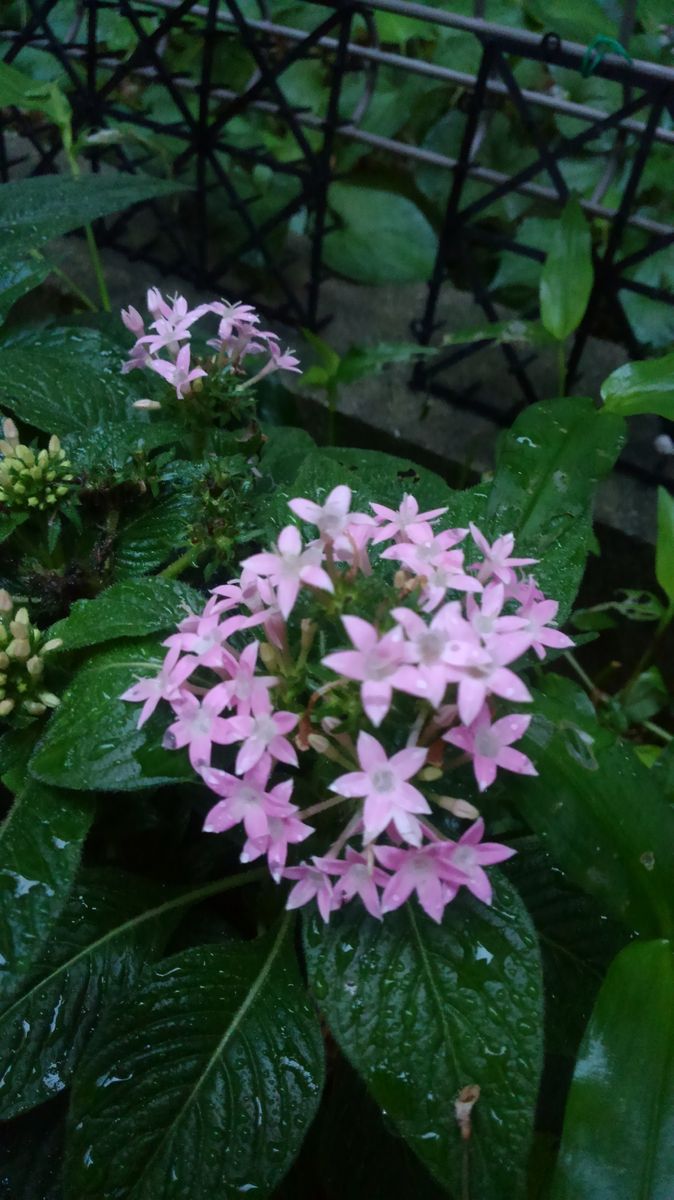 ☆雨後の小庭☆