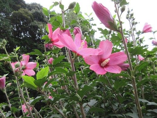 木槿と藤とユリが咲きました。