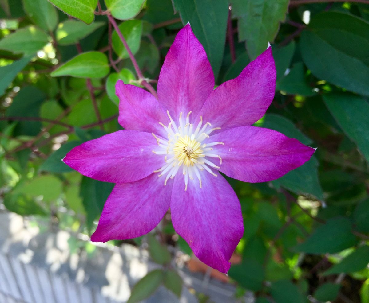 大河の2番花が♪