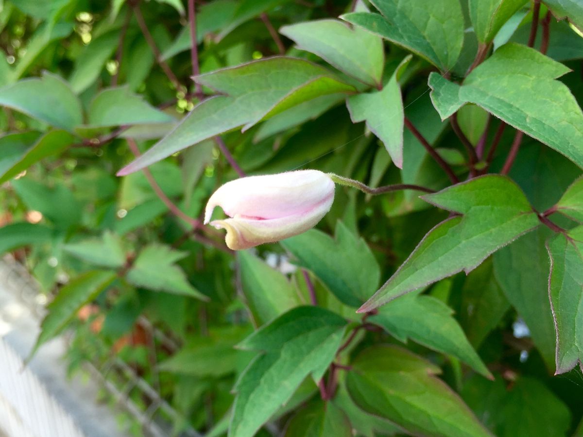 大河の2番花が♪