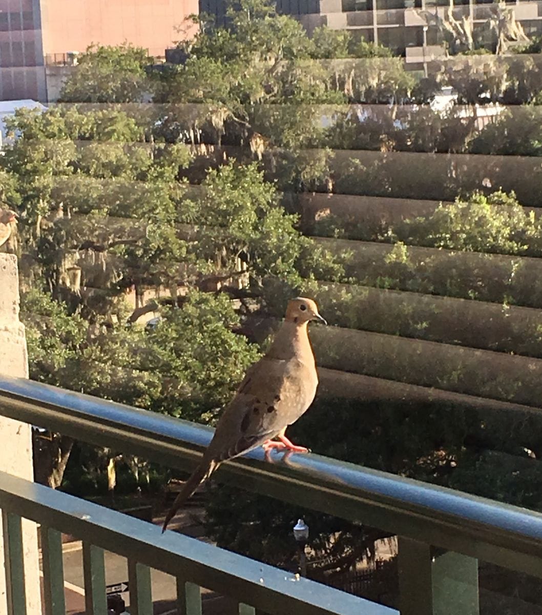 Mourning Dove:  ナゲキバト