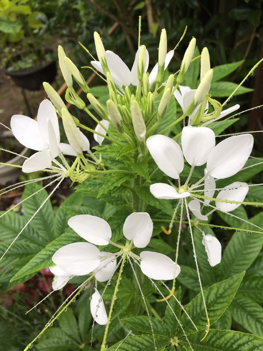 白い蝶の開花♪