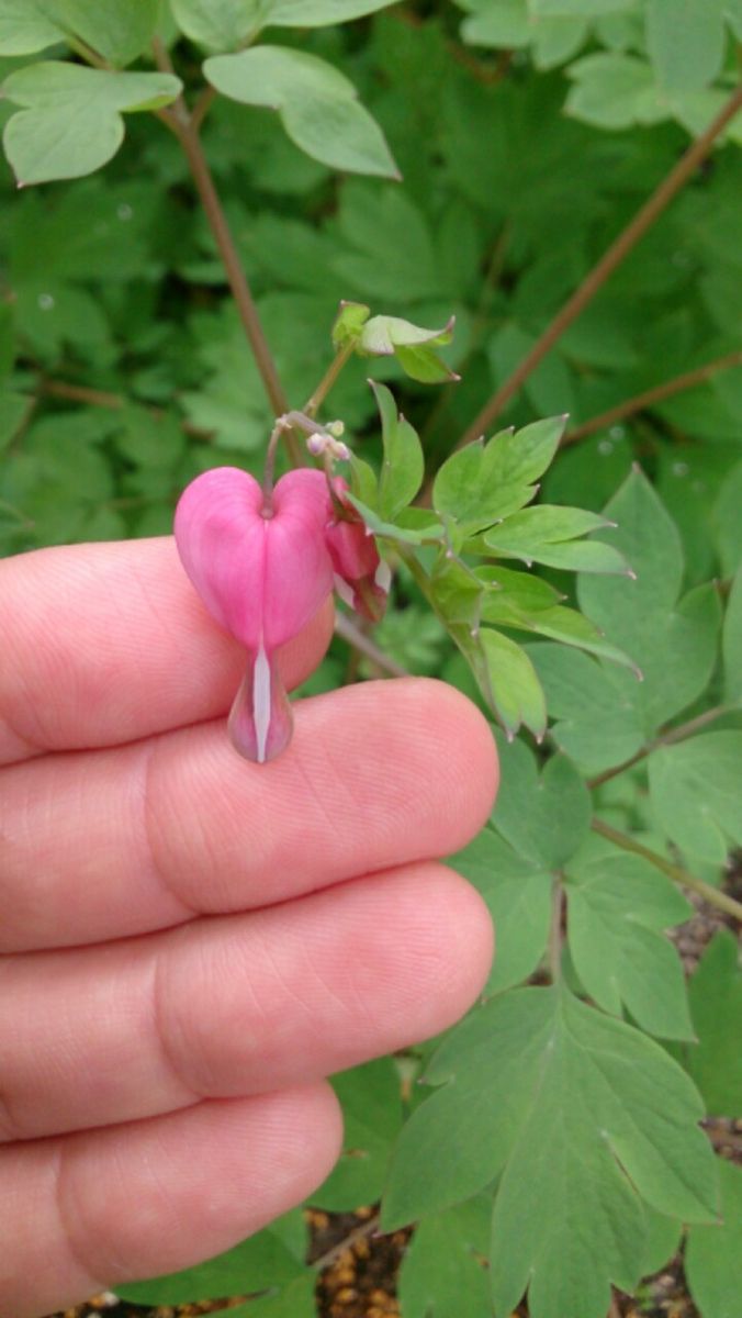 タイツリソウ初開花～