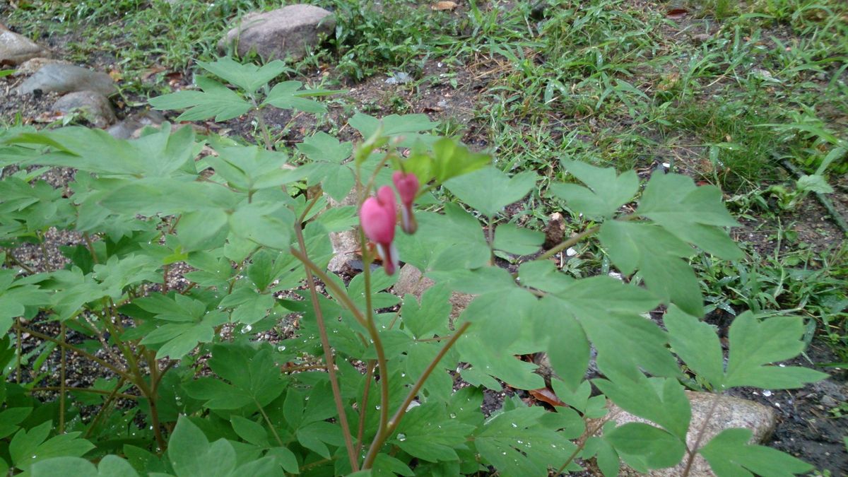 タイツリソウ初開花～