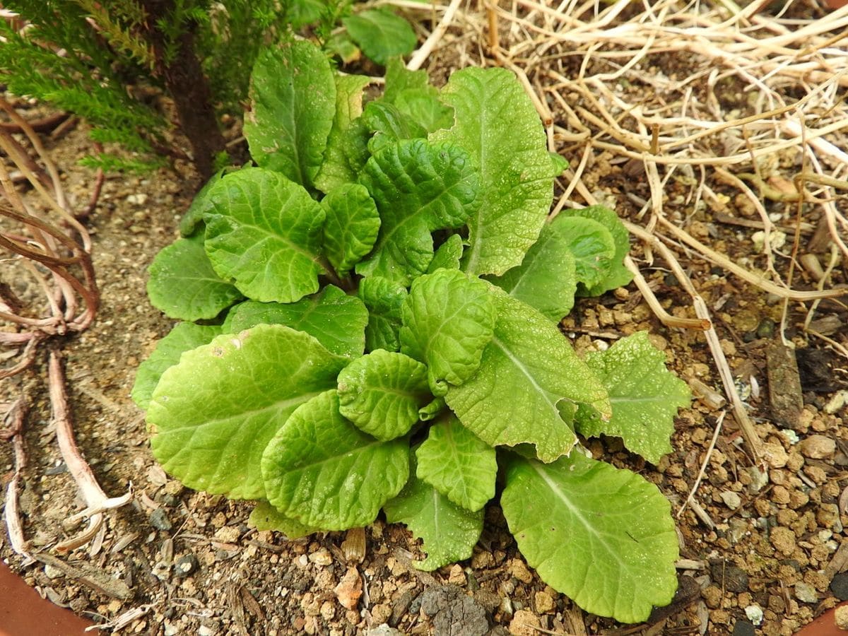 夏越しできるんやろか？