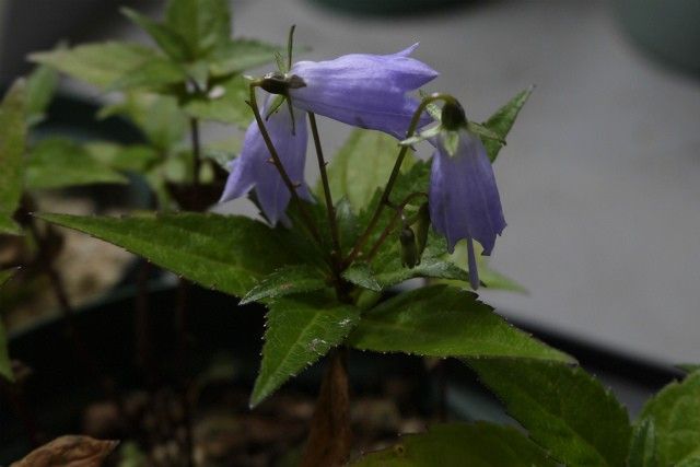 山野草も少しずつ。。