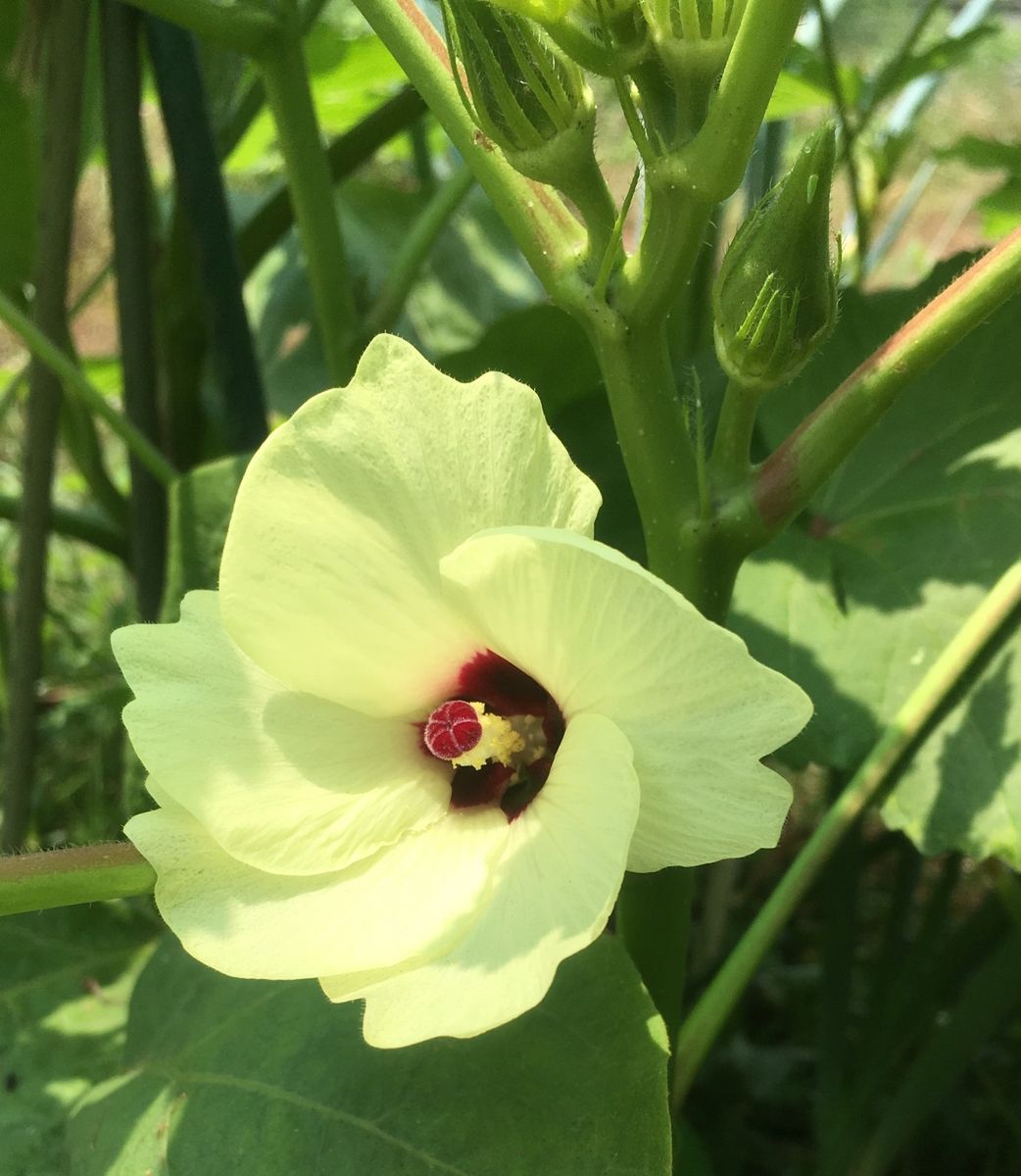 花と実と・・・（２枚目は卵）