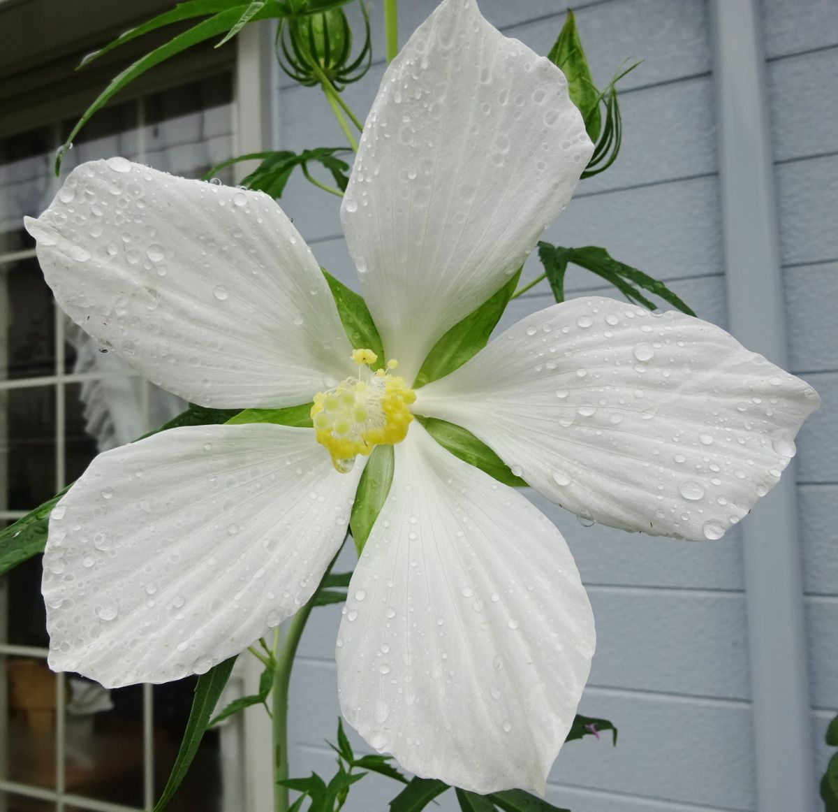 白花モミジアオイ咲きました♪